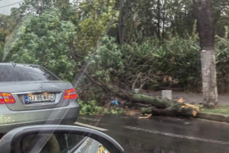 Furtuna puternica in Bucuresti copaci doborati