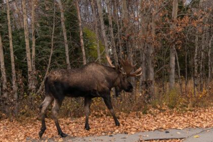 Un elan a aparut brusc in Hunedoara