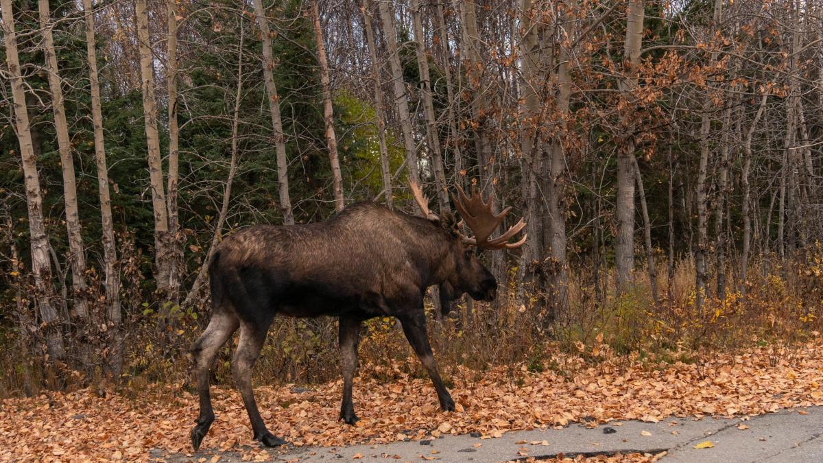 Un elan a aparut brusc in Hunedoara