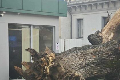 Stejarul din vremea Codrilor Vlasiei expus publicului