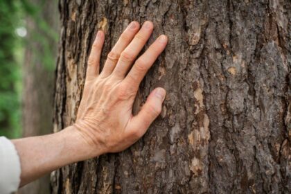 Zeci de mii de hectare de padure uscate in Romania