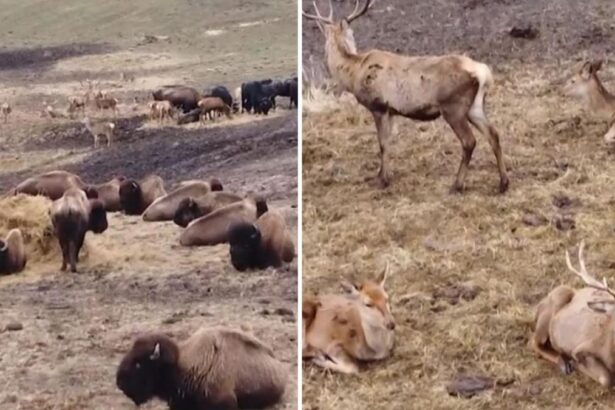 anchete dupa tragedia de la ferma de bizoni din cluj peste 200 de animale au fost lasate sa