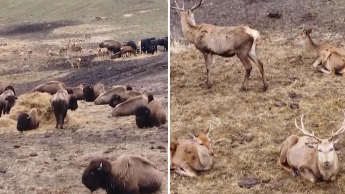 anchete dupa tragedia de la ferma de bizoni din cluj peste 200 de animale au fost lasate sa