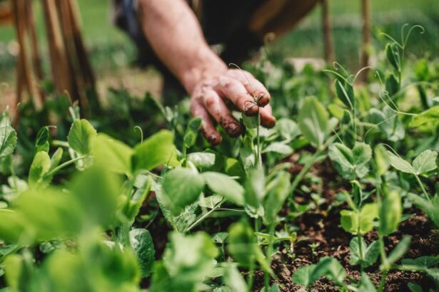 Activitatea in gospodarie poate oferi pensie si asigurare medicala Romanii care pot primi tichete