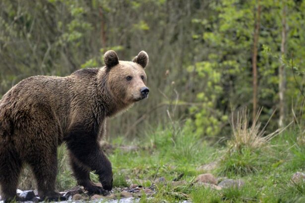 Atentionare in Alba un urs a fost vzut intr o comuna din judet locuitorii au fost anuntati prin