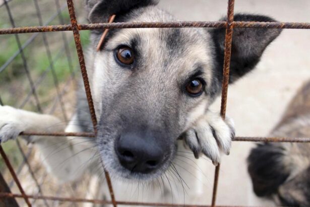Comisie de ancheta in Parlament dupa acuzatii de eutanasieri ilegale si abuzuri in adaspaturile de animale