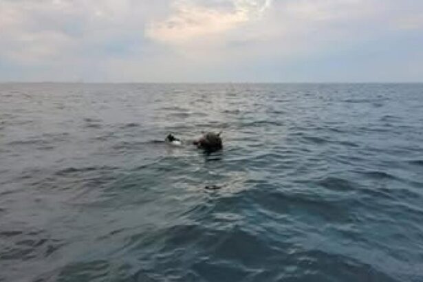 Controversa intre Romania si Rusia privind sursa minelor marine derivate in Marea Neagra Raspunsul MApN pentru