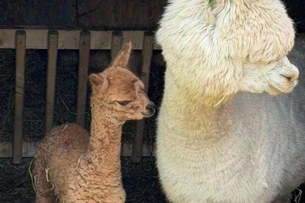 Imagini cu puiul de alpaca nascut in Valea Ciutelor din Parcul Romanescu Olguta Vasilescu Va fi