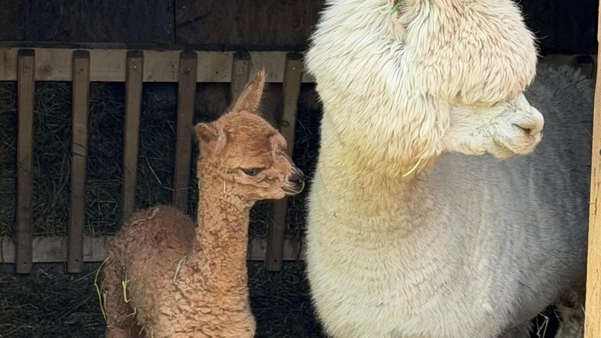 Imagini cu puiul de alpaca nascut in Valea Ciutelor din Parcul Romanescu Olguta Vasilescu Va fi