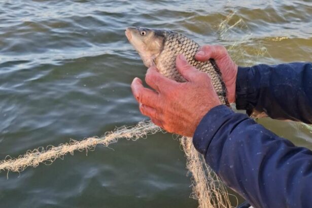 In Delta a inceput perioada de interdictie pentru pescuitul la salau si biban