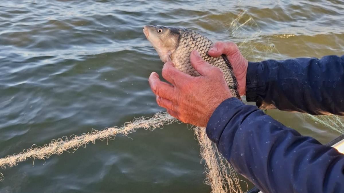 In Delta a inceput perioada de interdictie pentru pescuitul la salau si biban