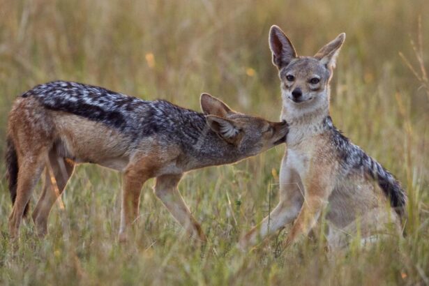 Ne facem griji pentru copiii nostri Locuitorii unui cartier din Arad terorizati de sacali Animalele