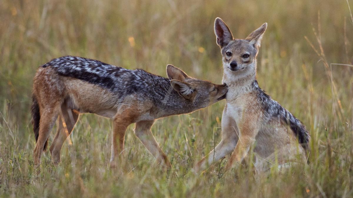 Ne facem griji pentru copiii nostri Locuitorii unui cartier din Arad terorizati de sacali Animalele