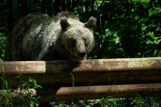 Romnia ar putea vna de dou ori mai muli uri Buzoianu Ar fi un rspuns la o necesitate real nu