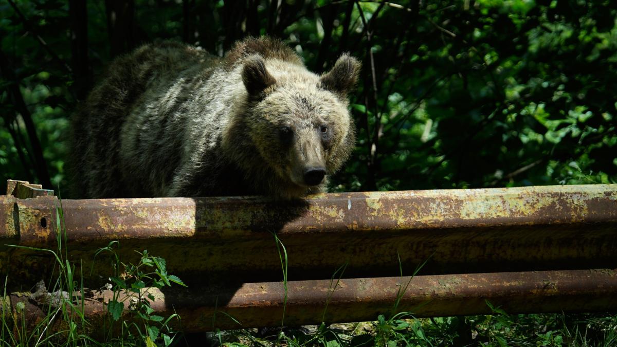 Romnia ar putea vna de dou ori mai muli uri Buzoianu Ar fi un rspuns la o necesitate real nu