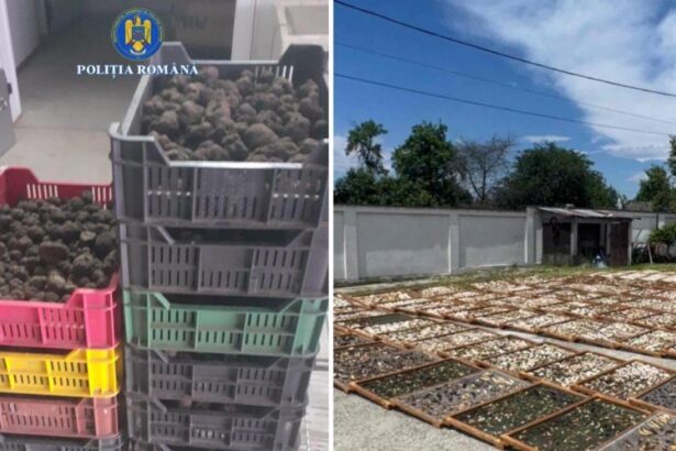 Trufe si fructe de padure in mijlocul unor afaceri ilegale de peste 13 milioane de lei Ce sunt