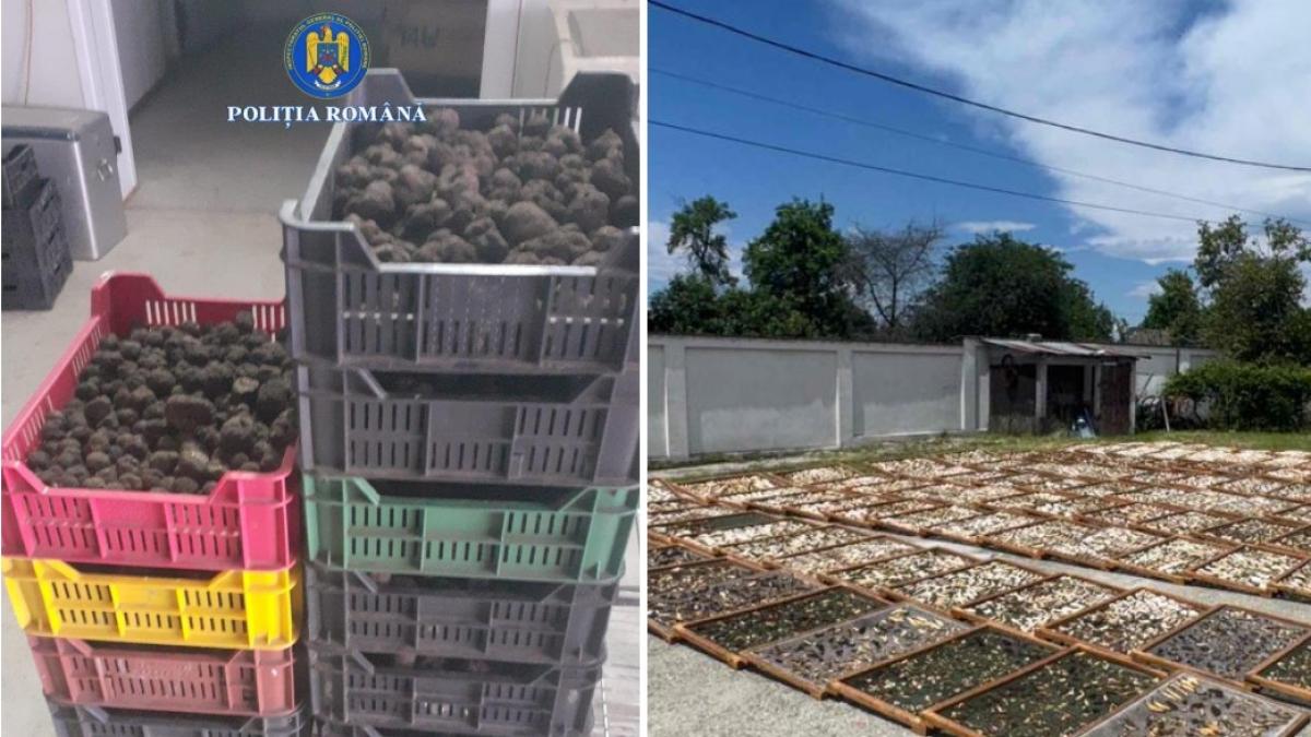 Trufe si fructe de padure in mijlocul unor afaceri ilegale de peste 13 milioane de lei Ce sunt