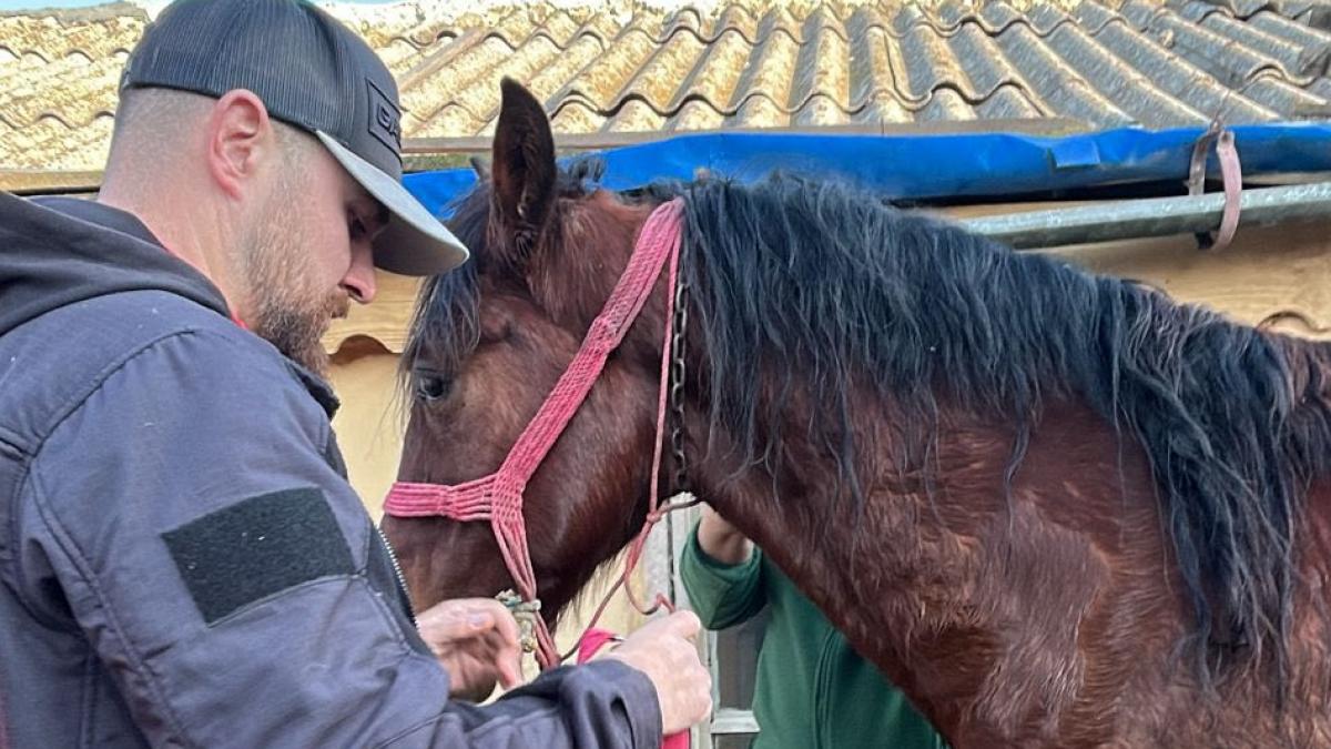 Un barbat din Afumati a fost retinut preventiv dupa ce si a omorat cainele si a atacat un cal Acum 5
