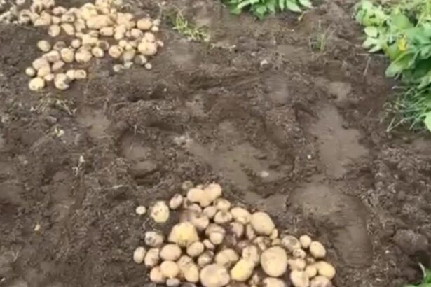 cartofii noi romanesti ajung pe tarabe la preturi exorbitante un kilogram ar putea fi vandut chiar si cu 40 de