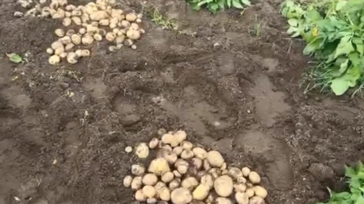 cartofii noi romanesti ajung pe tarabe la preturi exorbitante un kilogram ar putea fi vandut chiar si cu 40 de
