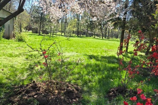 Avem cea mai mare Gradina Japoneza din Europa Imagini impresionante din Herastrau prezentate de Primarie