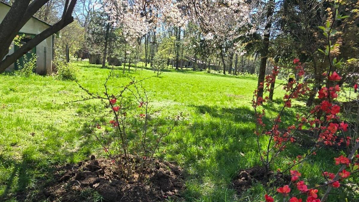 Avem cea mai mare Gradina Japoneza din Europa Imagini impresionante din Herastrau prezentate de Primarie