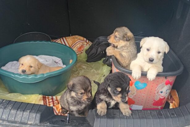 Elevii unui liceu din Zalau au salvat cinci catelui abandonati iar profesorii lor i au adoptat