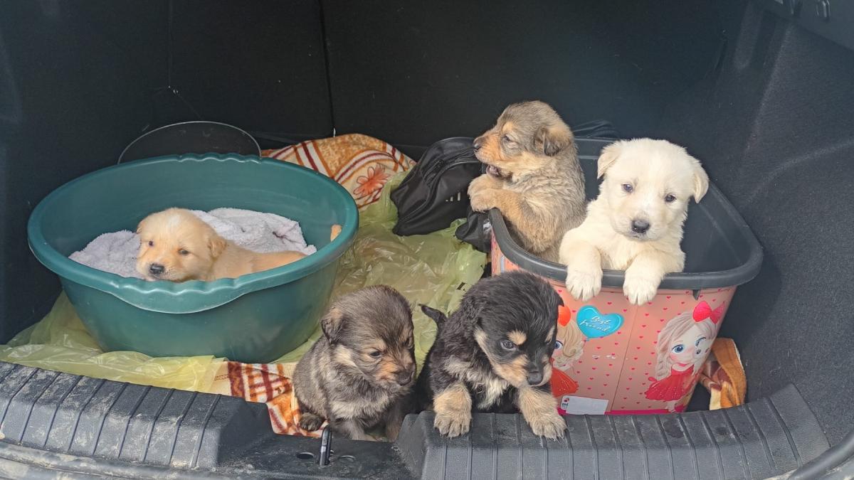 Elevii unui liceu din Zalau au salvat cinci catelui abandonati iar profesorii lor i au adoptat