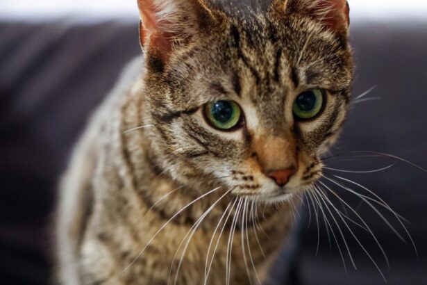 Ministerul Mediului a adoptat o pisica cu o poveste emotionanta Buzoianu Transformarea este 1