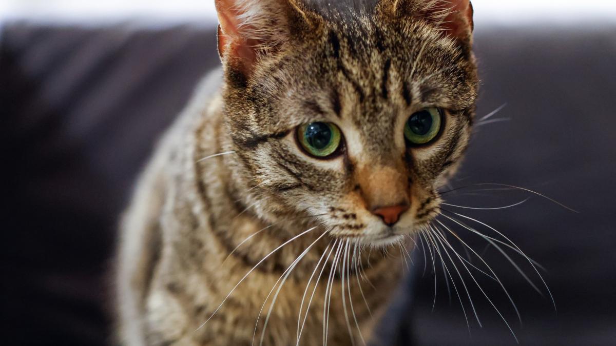 Ministerul Mediului a adoptat o pisica cu o poveste emotionanta Buzoianu Transformarea este