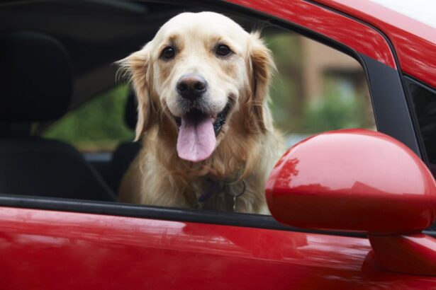 cum trebuie sa fie transportate animalele de companie in masina multi nu stiu iar amenda poate ajunge la