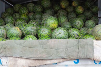 Pepenii de Dabuleni ajung cu intarziere in piete deoarece inca nu sunt copti Producator Daca