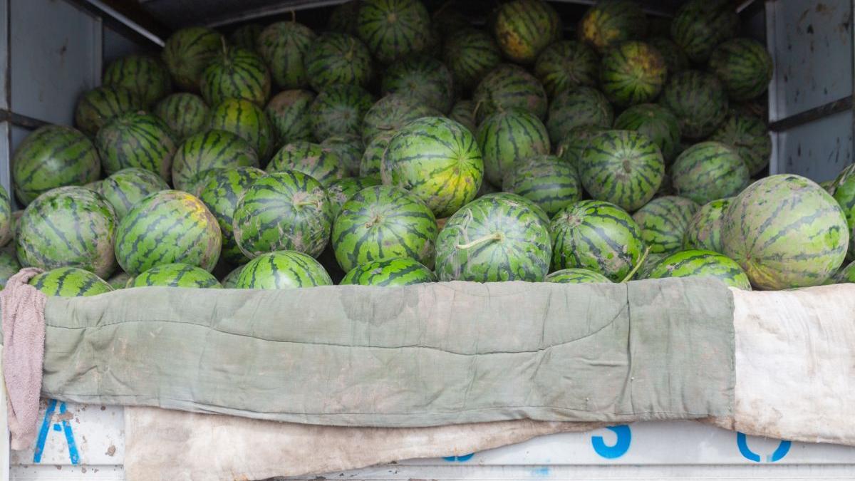 Pepenii de Dabuleni ajung cu intarziere in piete deoarece inca nu sunt copti Producator Daca
